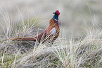 common pheasant