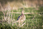 common pheasant