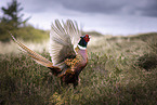 pheasant