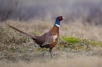 common pheasant