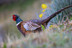 common pheasant