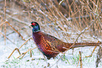 common pheasant