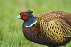 common pheasant