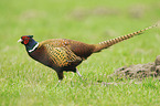 common pheasant