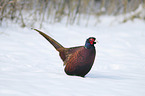 common pheasant