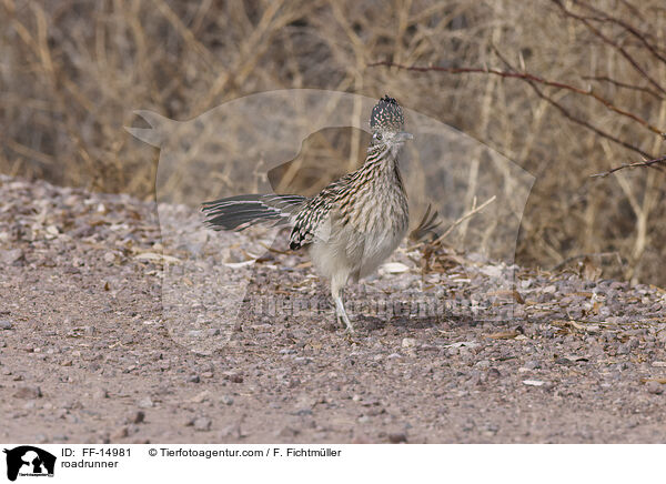 Wegekuckuck / roadrunner / FF-14981