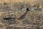 roadrunner