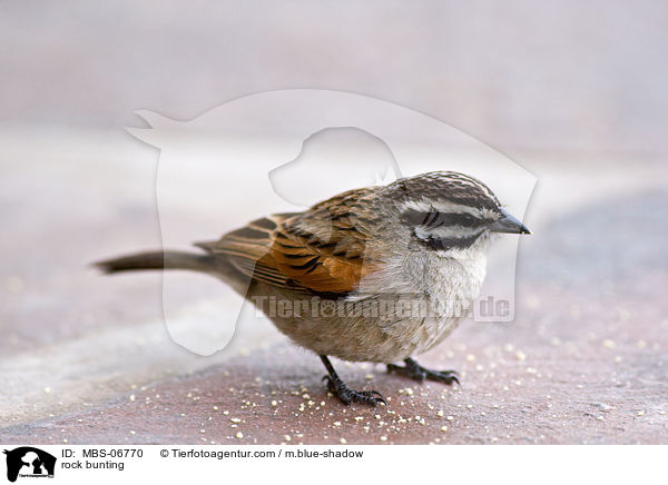 rock bunting / MBS-06770