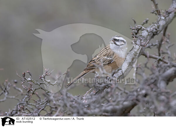 rock bunting / AT-02512