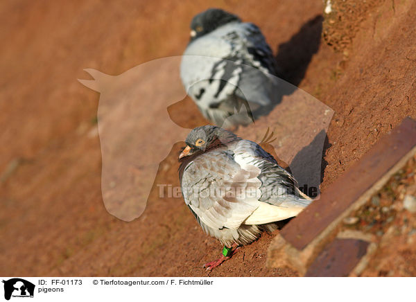 Felsentauben / pigeons / FF-01173