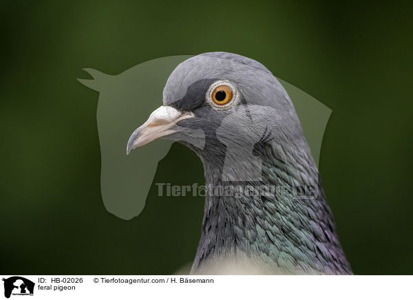 Felsentaube / feral pigeon / HB-02026