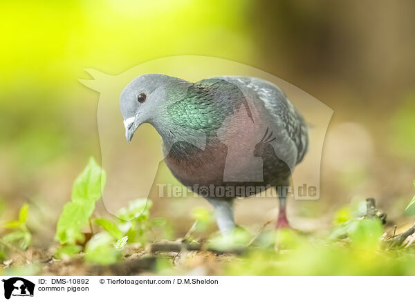 common pigeon / DMS-10892