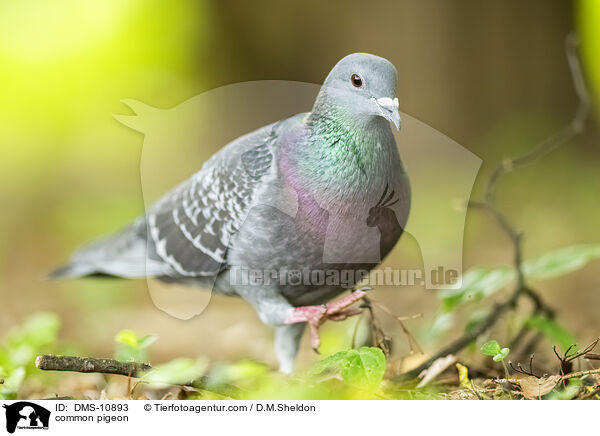 Felsentaube / common pigeon / DMS-10893