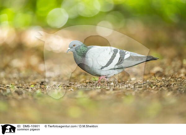 Felsentaube / common pigeon / DMS-10901