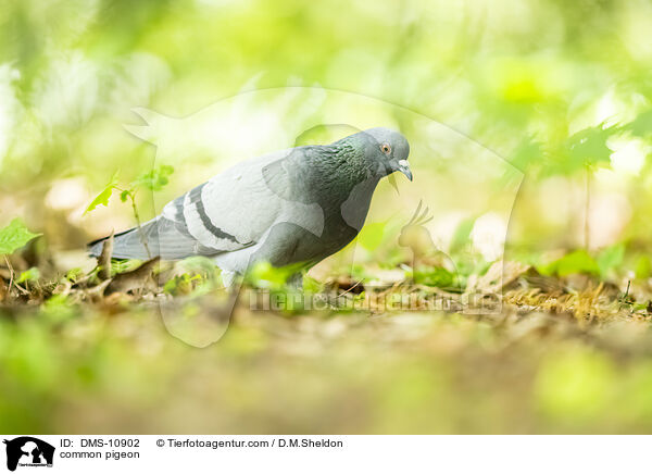 Felsentaube / common pigeon / DMS-10902