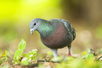 common pigeon