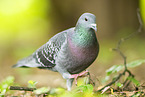 common pigeon