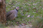 Rock Partridge