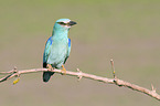 blue roller sits on branch