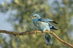 sitting blue Roller