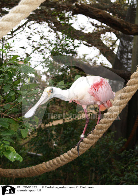 Rosalffler / roseate spoonbill / CD-01373