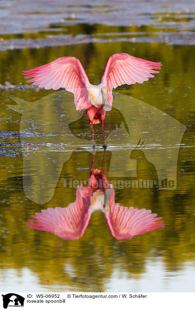 Rosalffler / roseate spoonbill / WS-06952