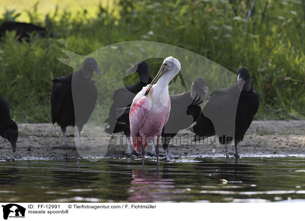 Rosalffler / roseate spoonbill / FF-12991