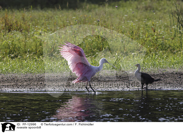 Rosalffler / roseate spoonbill / FF-12996