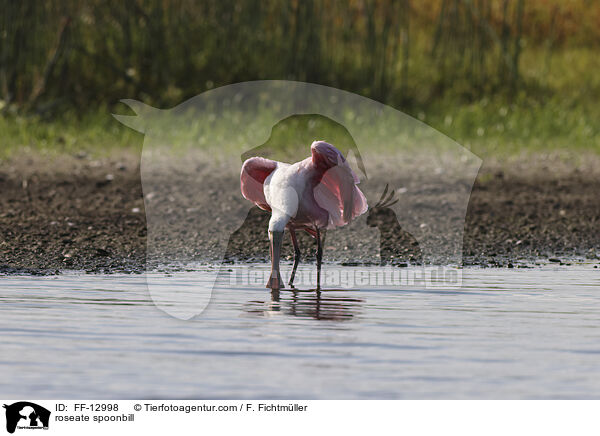 Rosalffler / roseate spoonbill / FF-12998