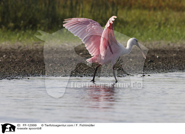 Rosalffler / roseate spoonbill / FF-12999