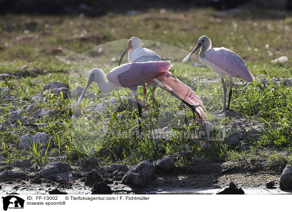 Rosalffler / roseate spoonbill / FF-13002