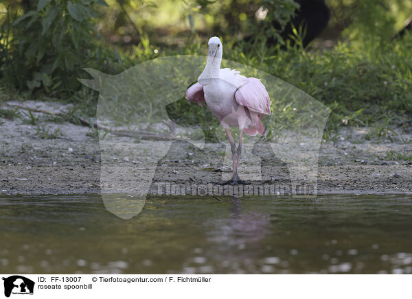 Rosalffler / roseate spoonbill / FF-13007