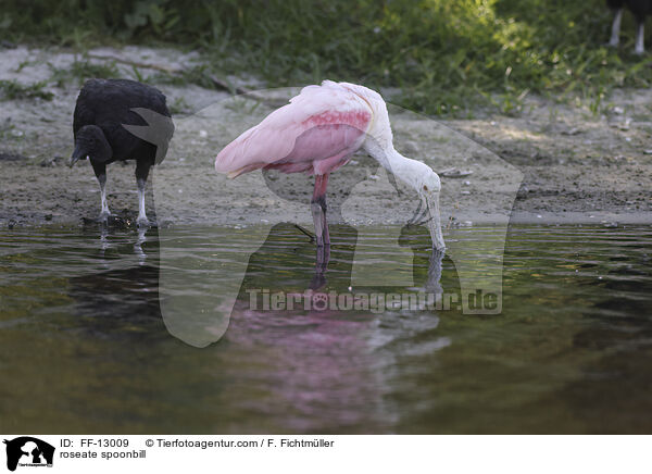 Rosalffler / roseate spoonbill / FF-13009