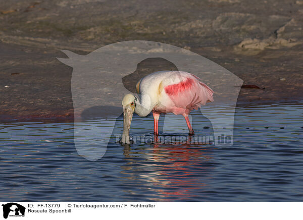 Roseate Spoonbill / FF-13779