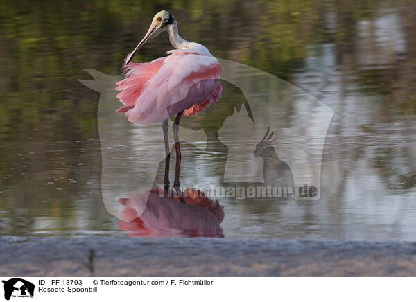 Rosalffler / Roseate Spoonbill / FF-13793