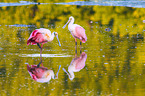 roseate spoonbills