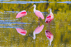 roseate spoonbills