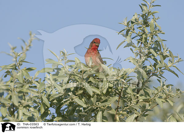Karmingimpel / common rosefinch / THA-03563