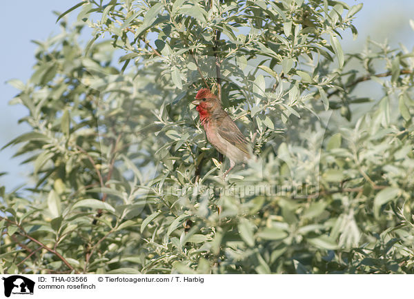 Karmingimpel / common rosefinch / THA-03566