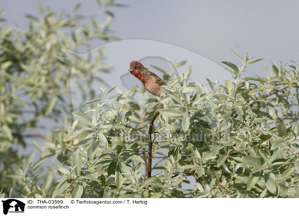 Karmingimpel / common rosefinch / THA-03569