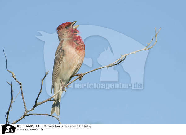 Karmingimpel / common rosefinch / THA-05041