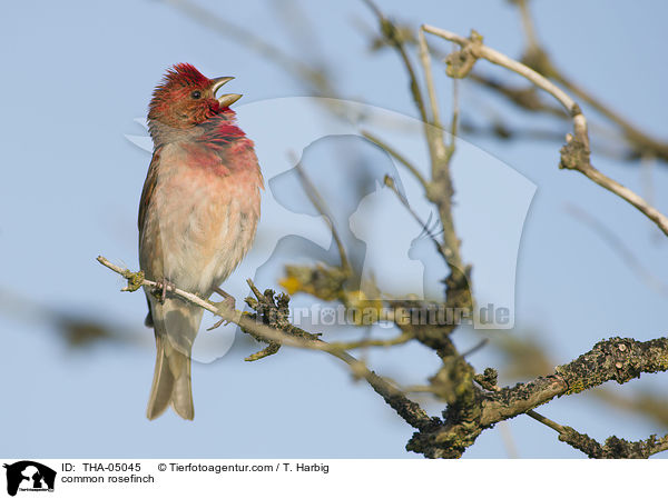 Karmingimpel / common rosefinch / THA-05045