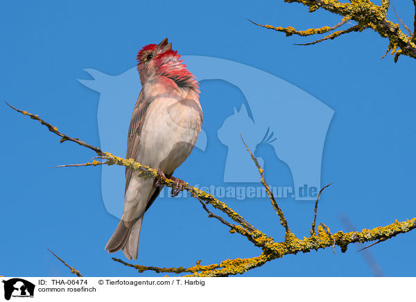 Karmingimpel / common rosefinch / THA-06474