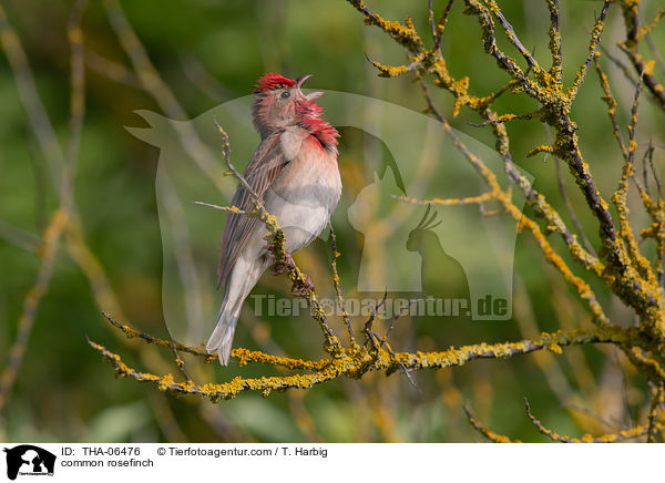 Karmingimpel / common rosefinch / THA-06476
