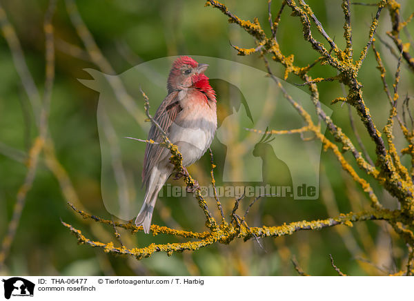 Karmingimpel / common rosefinch / THA-06477