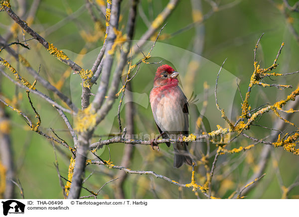 common rosefinch / THA-06496
