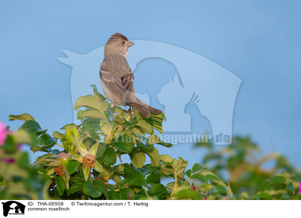 Karmingimpel / common rosefinch / THA-06508
