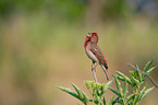 common rosefinch