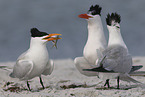 royal tern