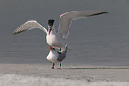 royal tern